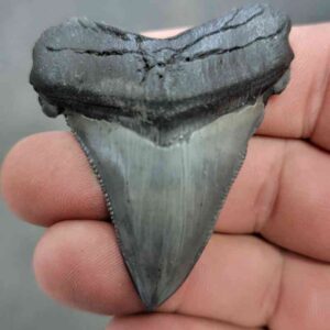 Polished Megalodon Shark Tooth - JTPOL2-27