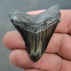 Polished Megalodon Shark Tooth - JTPOL2-28