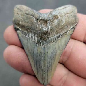 Polished Megalodon Shark Tooth - JTPOL2-29