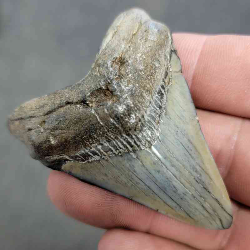 Polished Megalodon Shark Tooth - JTPOL2-29 - Image 2