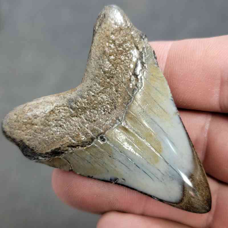 Polished Megalodon Shark Tooth - JTPOL2-29 - Image 3