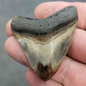 Polished Megalodon Shark Tooth - JTPOL2-3