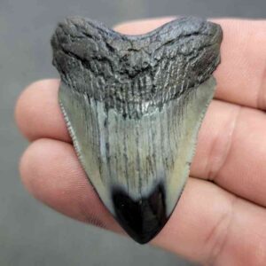 Polished Megalodon Shark Tooth - JTPOL2-30