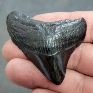 Polished Megalodon Shark Tooth - JTPOL2-5