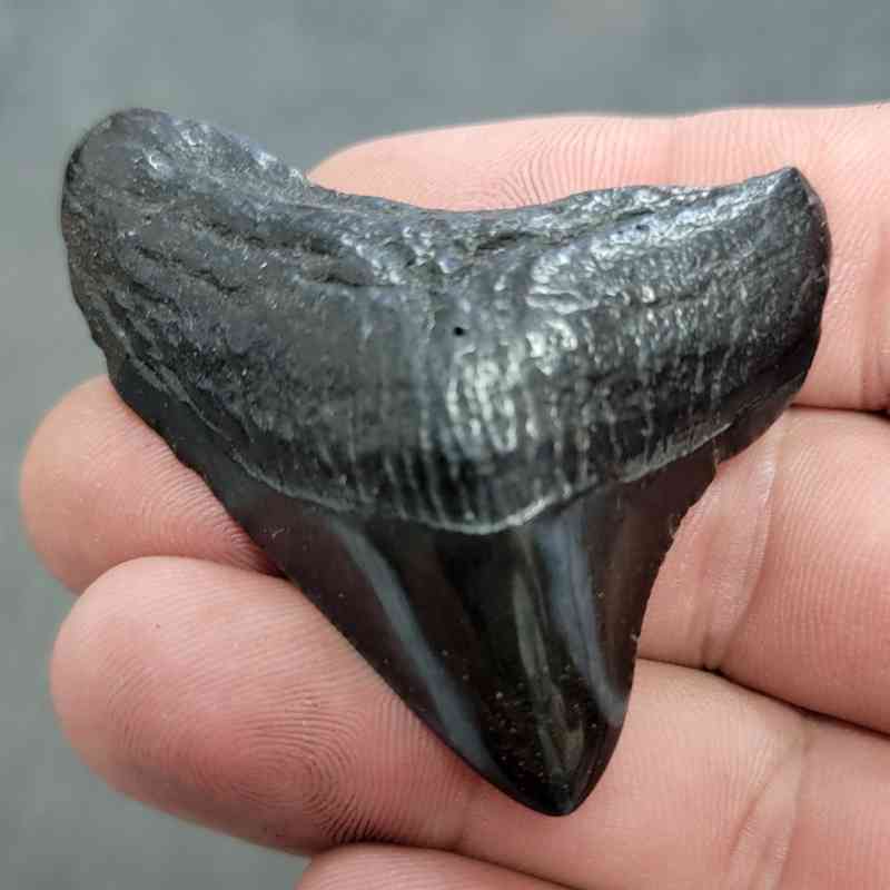Polished Megalodon Shark Tooth - JTPOL2-5
