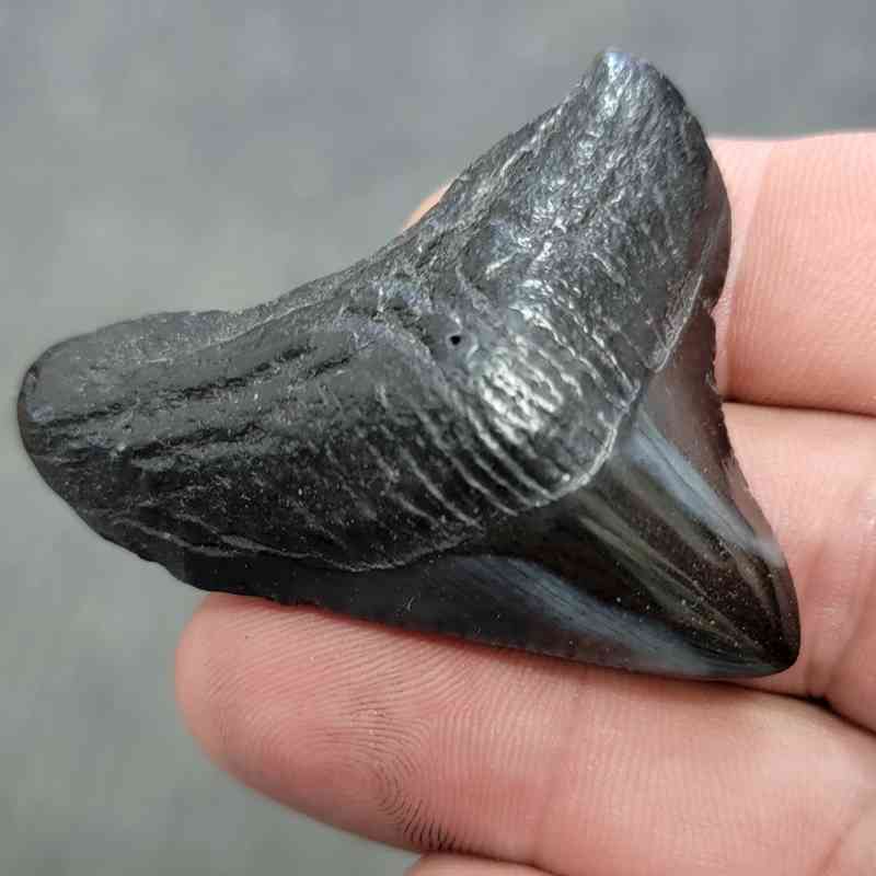 Polished Megalodon Shark Tooth - JTPOL2-5 - Image 2