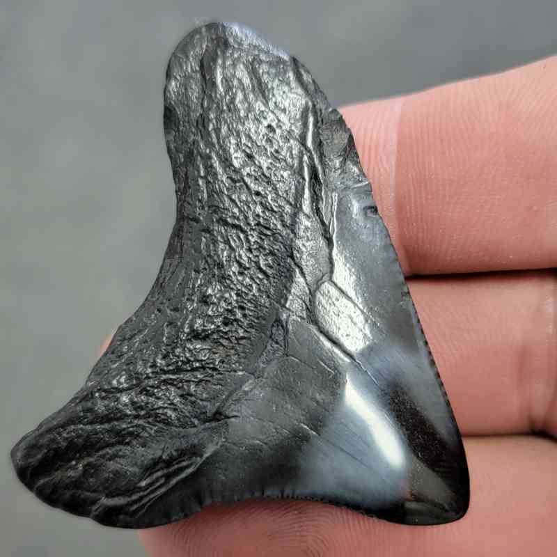 Polished Megalodon Shark Tooth - JTPOL2-5 - Image 3