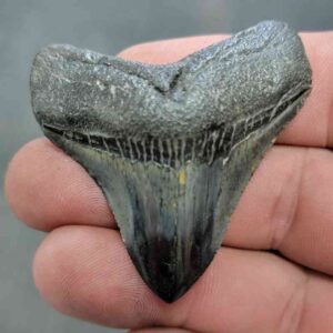 Polished Megalodon Shark Tooth - JTPOL2-6