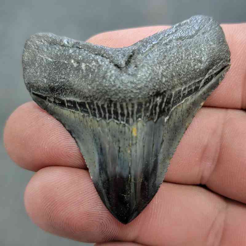 Polished Megalodon Shark Tooth - JTPOL2-6