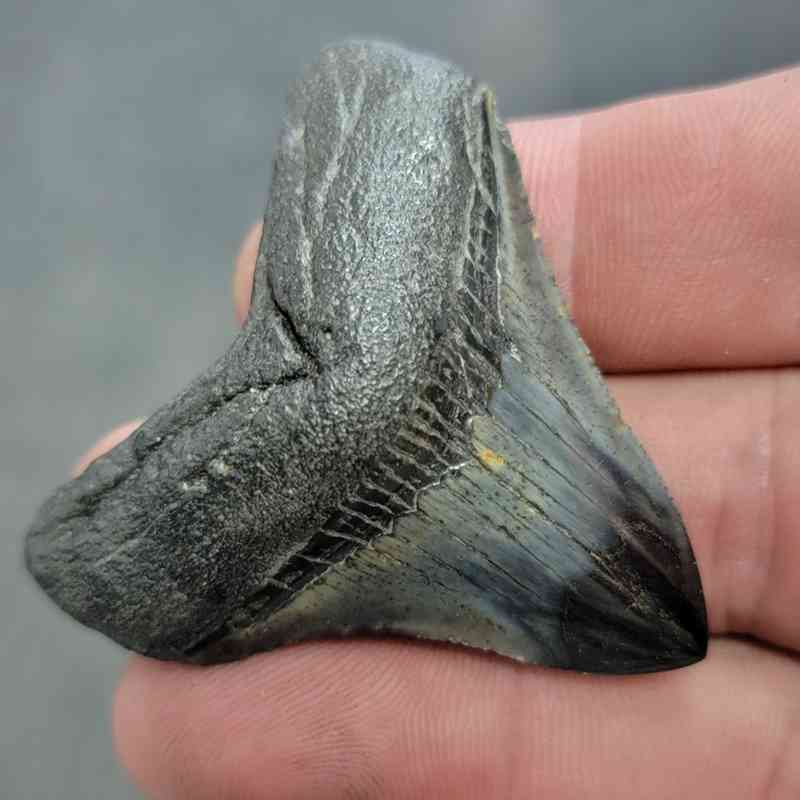 Polished Megalodon Shark Tooth - JTPOL2-6 - Image 2