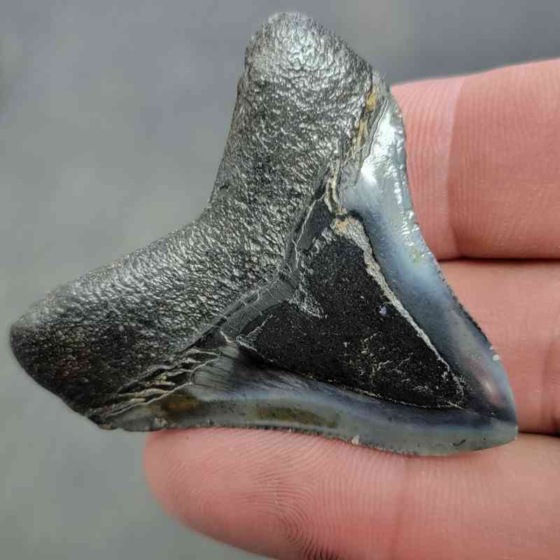 Polished Megalodon Shark Tooth - JTPOL2-6 - Image 3