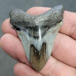 Polished Megalodon Shark Tooth - JTPOL2-7