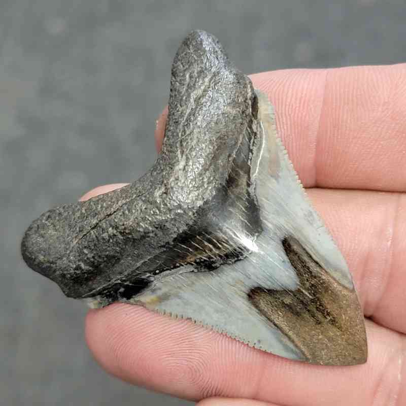 Polished Megalodon Shark Tooth - JTPOL2-7 - Image 2