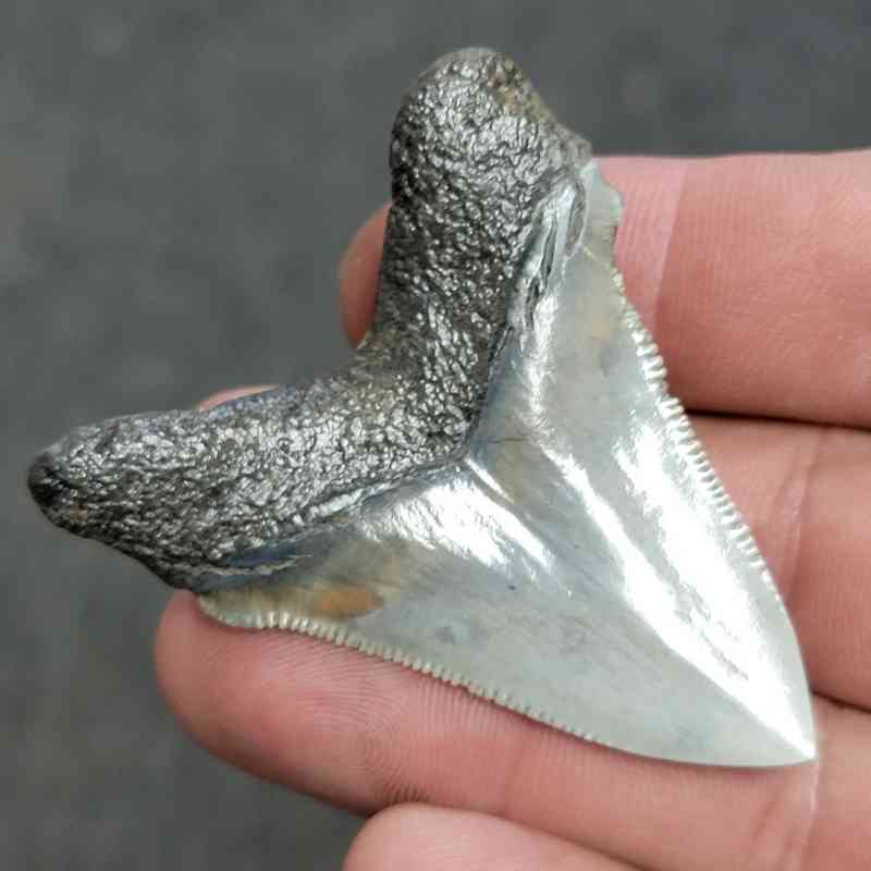 Polished Megalodon Shark Tooth - JTPOL2-7 - Image 3
