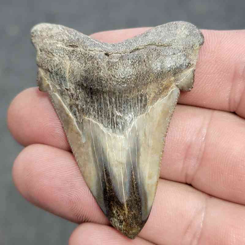Polished Megalodon Shark Tooth - JTPOL2-9