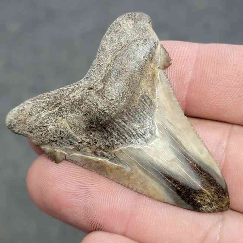 Polished Megalodon Shark Tooth - JTPOL2-9 - Image 2