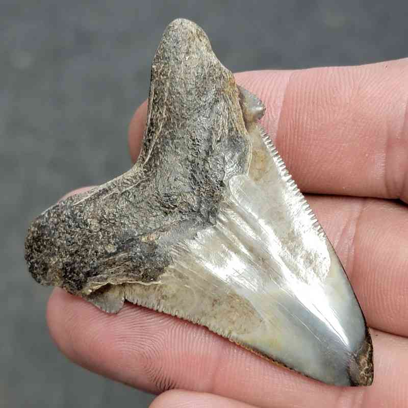 Polished Megalodon Shark Tooth - JTPOL2-9 - Image 3