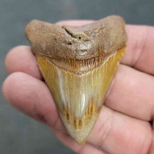 Polished Megalodon Shark Tooth - JTPOL2.5-12