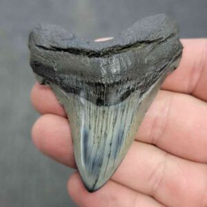 Polished Megalodon Shark Tooth - JTPOL2.5-27