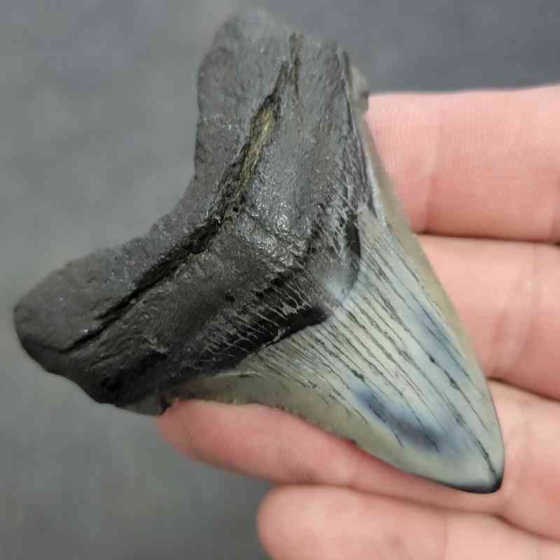 Polished Megalodon Shark Tooth - JTPOL2.5-27 - Image 2
