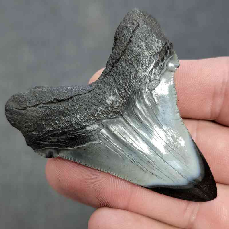 Polished Megalodon Shark Tooth - JTPOL2.5-27 - Image 3