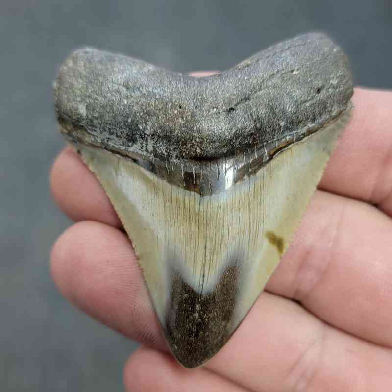 Polished Megalodon Shark Tooth - JTPOL2.5-33
