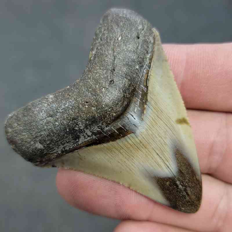 Polished Megalodon Shark Tooth - JTPOL2.5-33 - Image 2