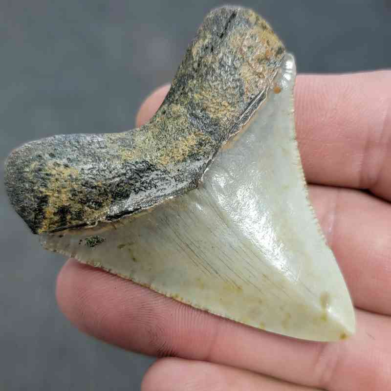 Polished Megalodon Shark Tooth - JTPOL2.5-33 - Image 3