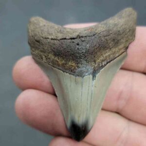 Polished Megalodon Shark Tooth - JTPOL2.5-38