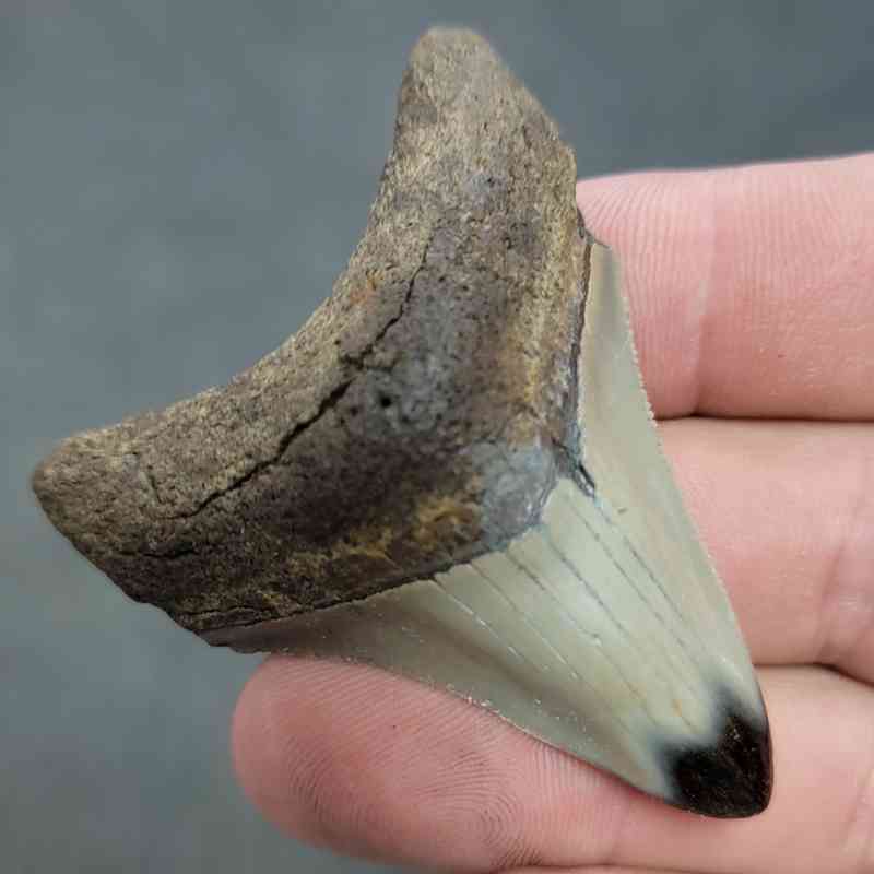 Polished Megalodon Shark Tooth - JTPOL2.5-38 - Image 2