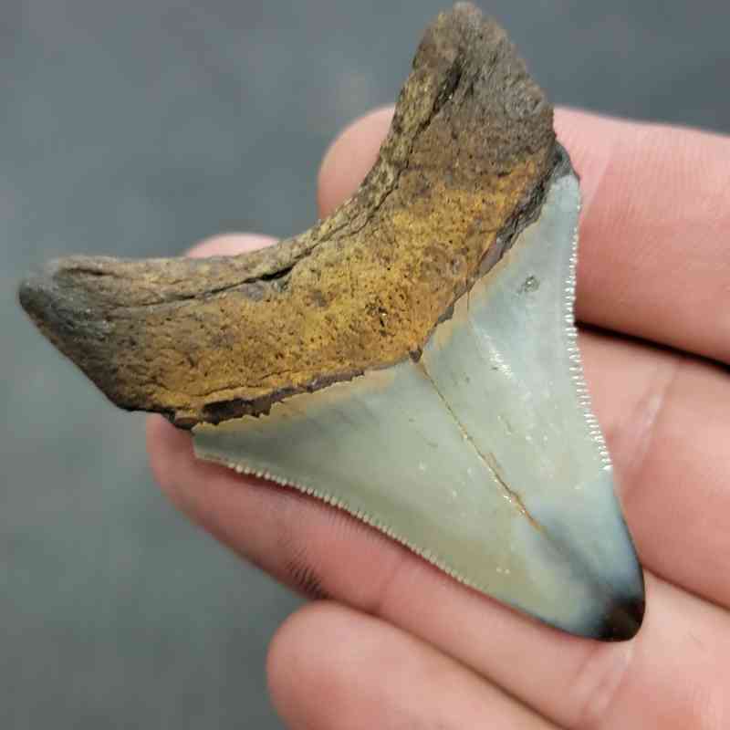 Polished Megalodon Shark Tooth - JTPOL2.5-38 - Image 3