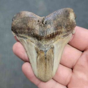 Polished Megalodon Shark Tooth - JTPOL3-22