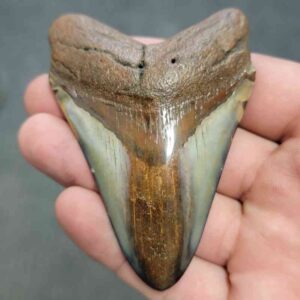 Polished Megalodon Shark Tooth - JTPOL3-3