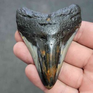 Polished Megalodon Shark Tooth - JTPOL3-6