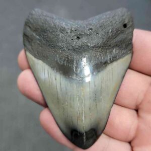 Polished Megalodon Shark Tooth - JTPOL3-7