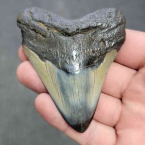 Polished Megalodon Shark Tooth - JTPOL3.5-25