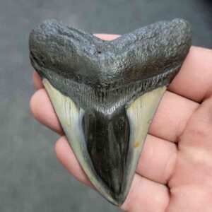 Polished Megalodon Shark Tooth - JTPOL3.5-35