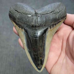 Polished Megalodon Shark Tooth - JTPOL5-26