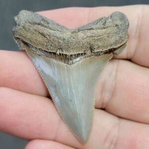 Fossil Angustiden Shark Tooth - ANG13