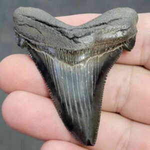 Fossil Angustiden Shark Tooth - ANG22