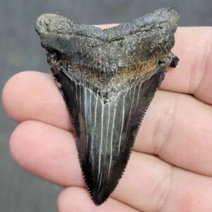 Fossil Angustiden Shark Tooth - ANG26