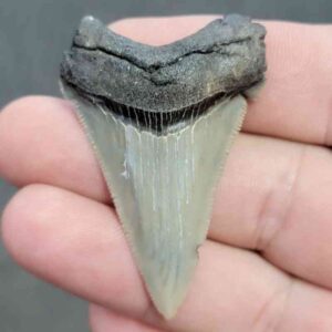 Fossil Angustiden Shark Tooth - ANG27