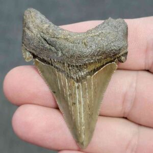 Fossil Angustiden Shark Tooth - ANG30