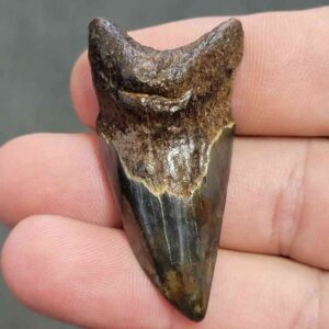 Benedeni Teeth