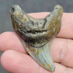 Fossil Benedeni Shark Tooth - BENE-14