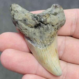 Fossil Benedeni Shark Tooth - BENE-17
