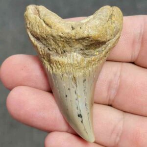 Fossil Benedeni Shark Tooth - BENE-19