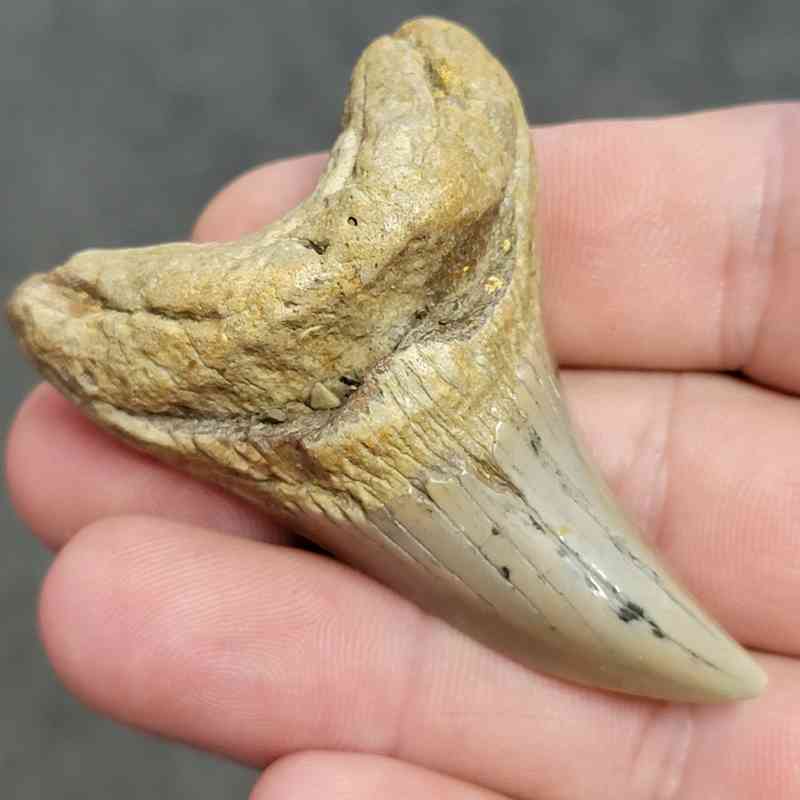 Fossil Benedeni Shark Tooth - BENE-19 - Image 2