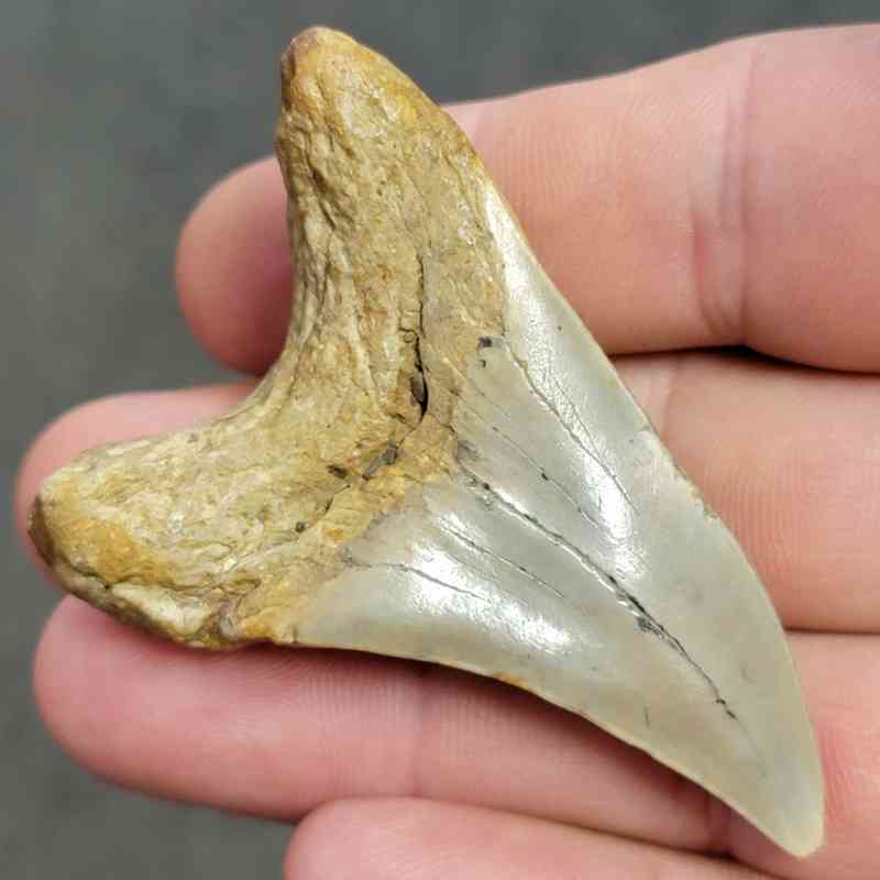 Fossil Benedeni Shark Tooth - BENE-19 - Image 3
