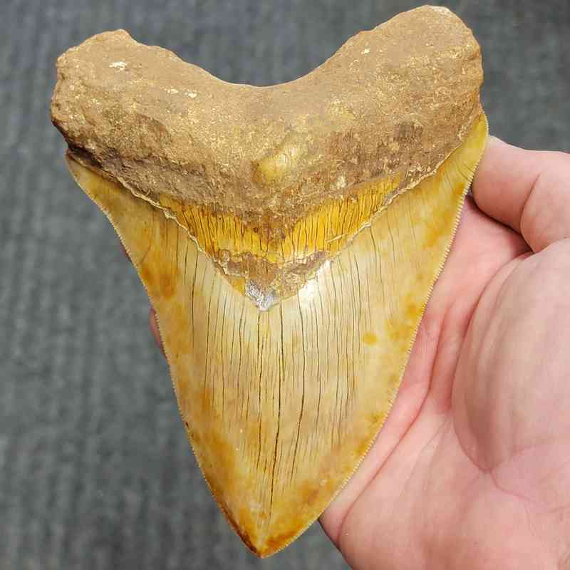 Fossil Indonesian Megalodon Teeth-INDO1